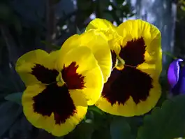 Yellow Pansy Twins